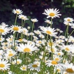 Meet your Posher, Dustin